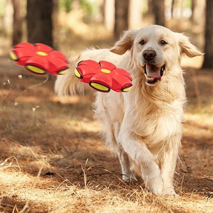 Hundespielzeug | 2-in-1 unkaputtbares Hundespielzeug | FlitzDisc