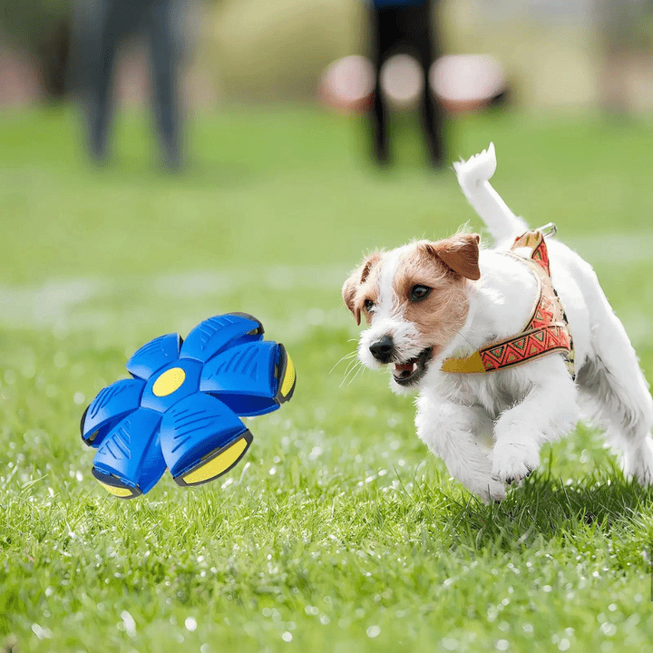 Hundespielzeug | 2-in-1 unkaputtbares Hundespielzeug | FlitzDisc