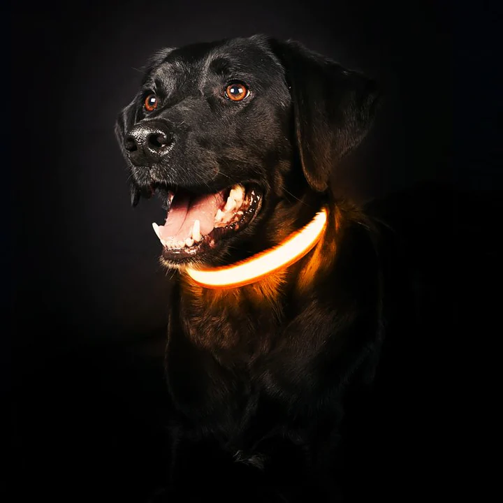 Leuchthalsband für Hunde | LED Hundehalsband | GlowHund