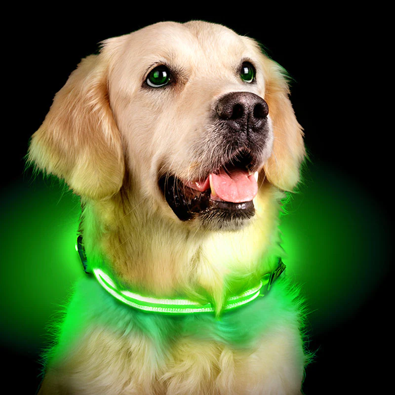 Leuchthalsband für Hunde | LED Hundehalsband | GlowHund