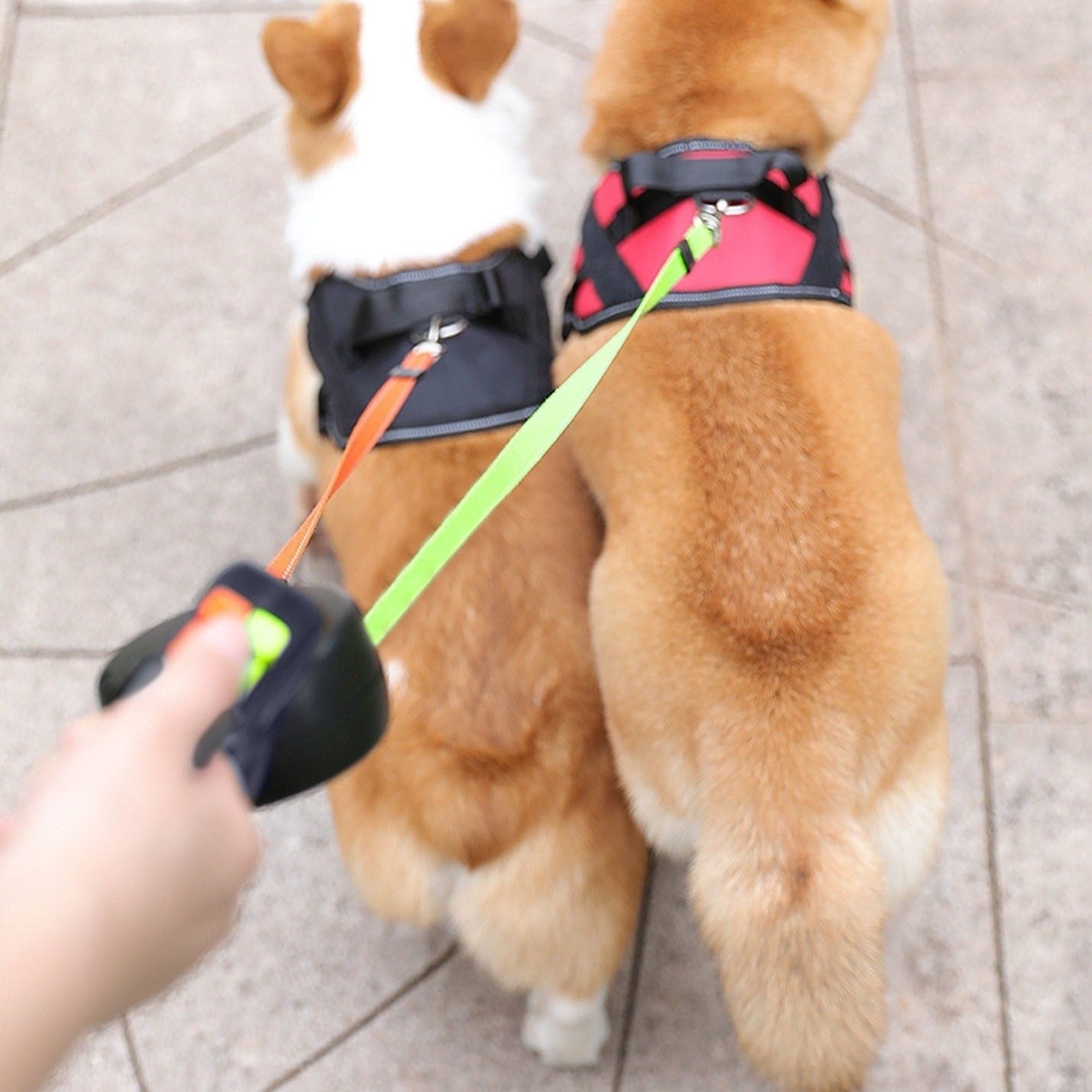LeinenMeister | 3 m Einziehbare Doppelleine mit LED-Licht für Hunde und Katzen